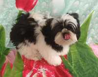 Shih Tzu puchaty szczeniak