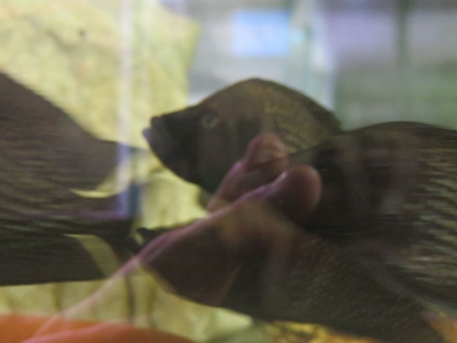 Altolamprologus calvus Black pectoral tanganika
