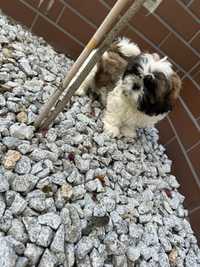 Shih tzu suczka