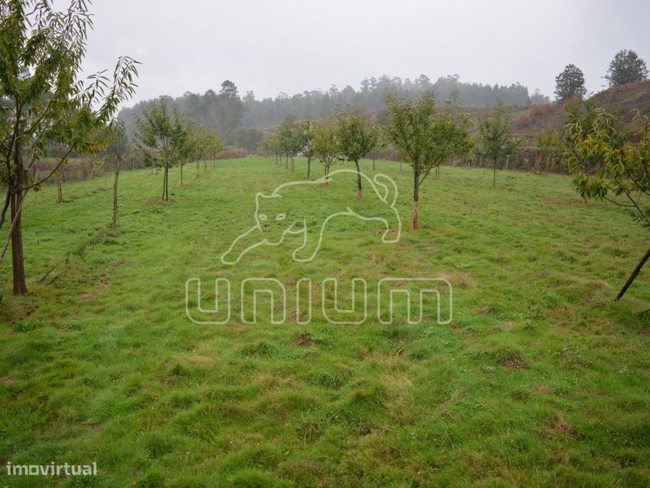 Terreno em Freixo