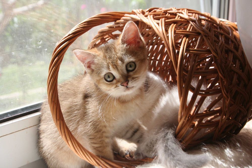 Киця-доця золото1 шиншилли