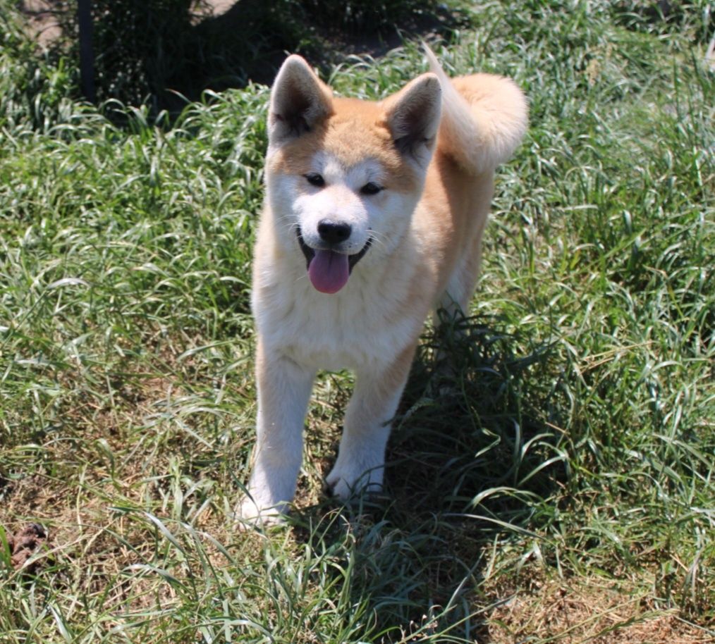 Akita Japońska (Inu) samiec nr 3