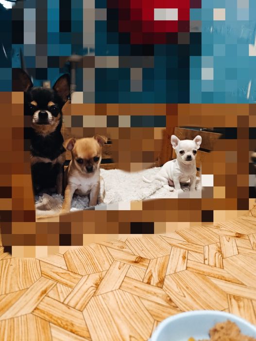 Чихуахуа шукають друзів і люблячу родину.