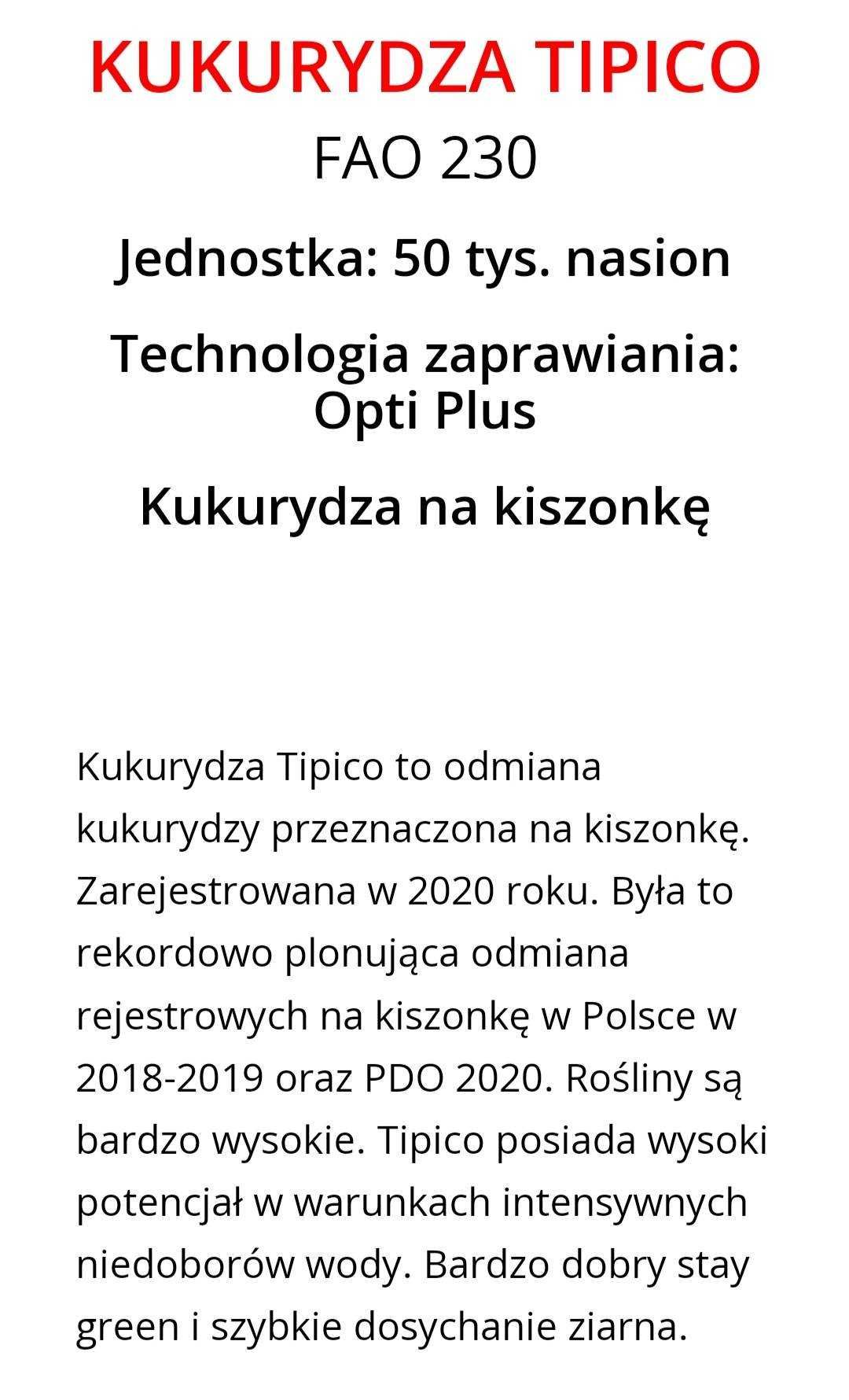 kukurydza nasienna Tipico 230fao240 Saatbau zbliżona do Danubio rabaty