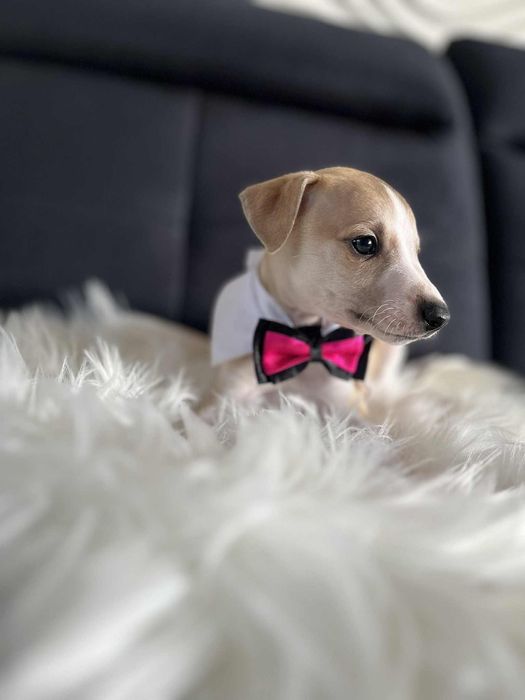 Chart Angielski Whippet śliczny piesek FCI płowo-biały