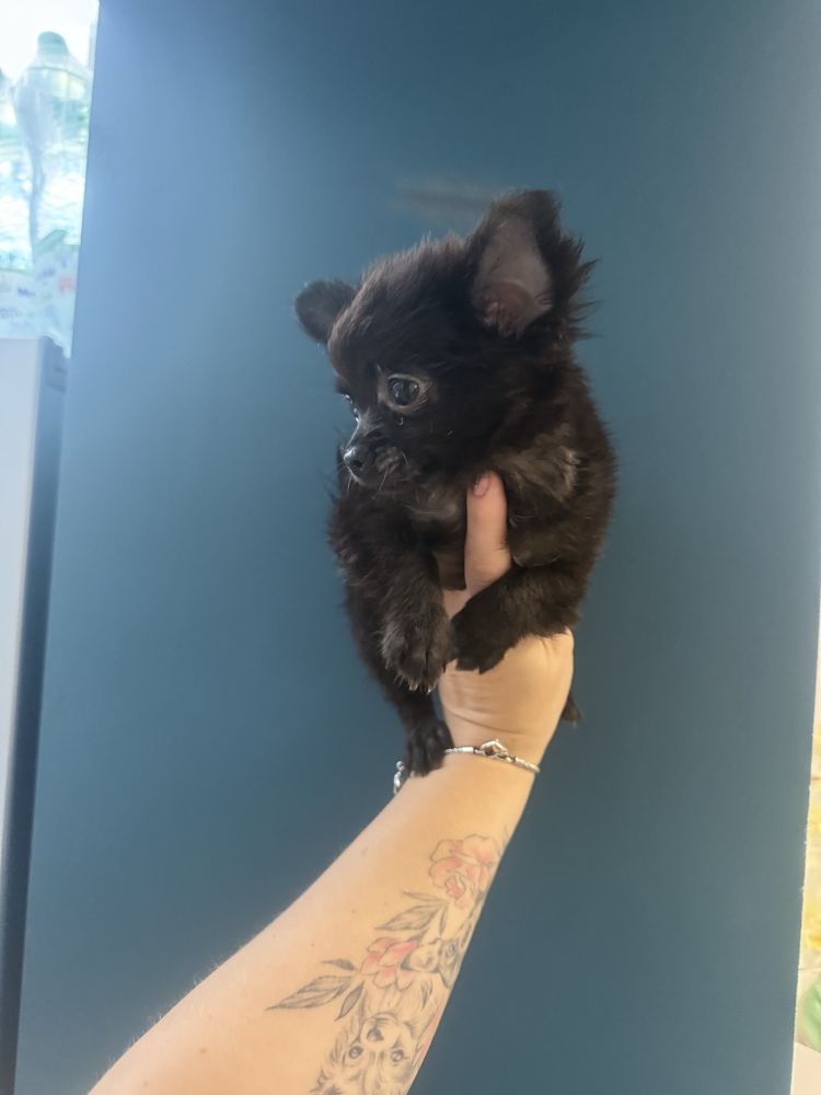 Chłopiec chihuahua czarny długowłosy