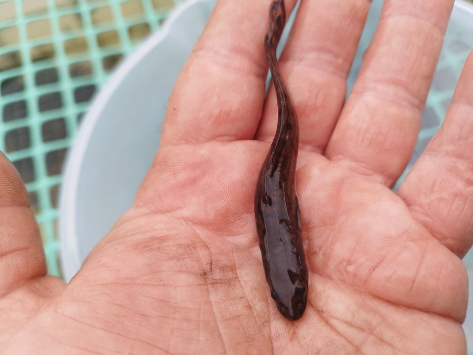 Miętus narybek jesienny