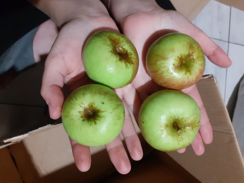 EKOLOGICZNIE OWOCE  chodowane Z pasją i wiedzą