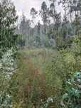 Terreno  para venda