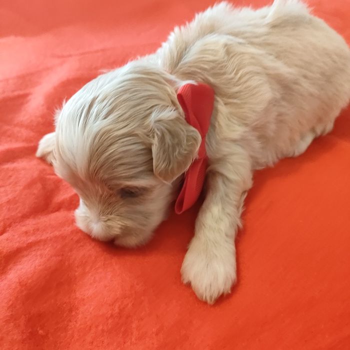 Śliczna suczka Maltipoo f1.