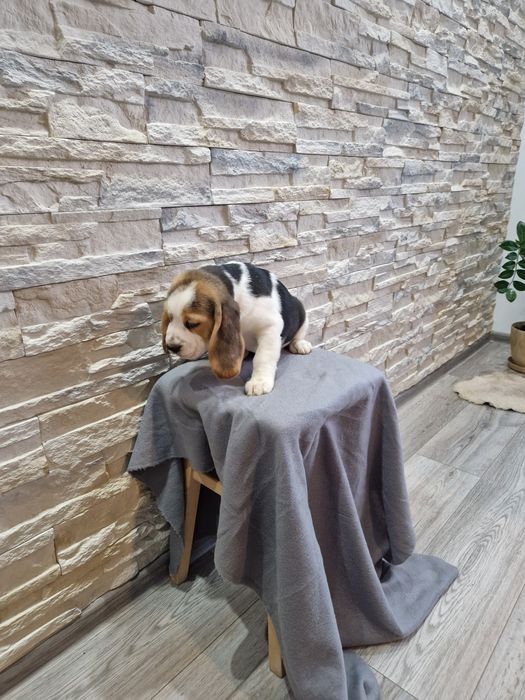 Suczka Beagle Tricolor