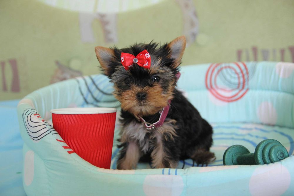 Хлопчики та дівчатка йорки