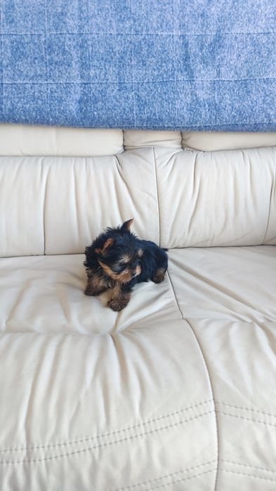 Yorkshire Terrier (macho)  miniatura disponível