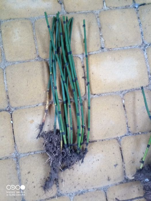 Skrzyp zimowy (zimozielony)