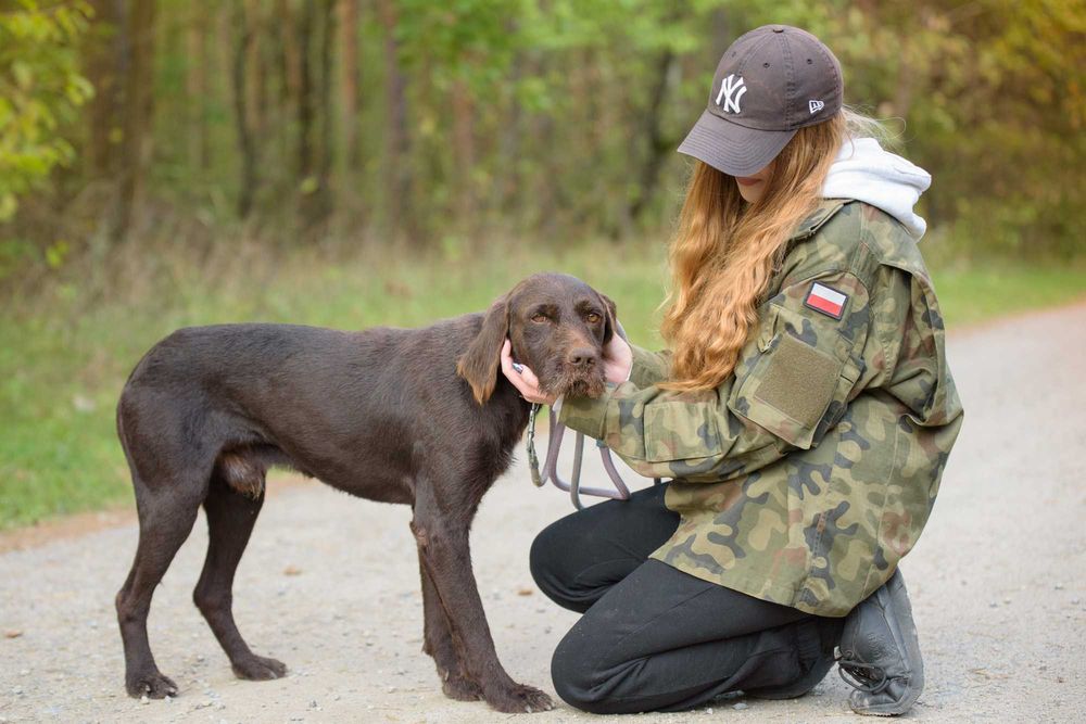 Racuch - cudowny pies w typie wyżła szuka domu