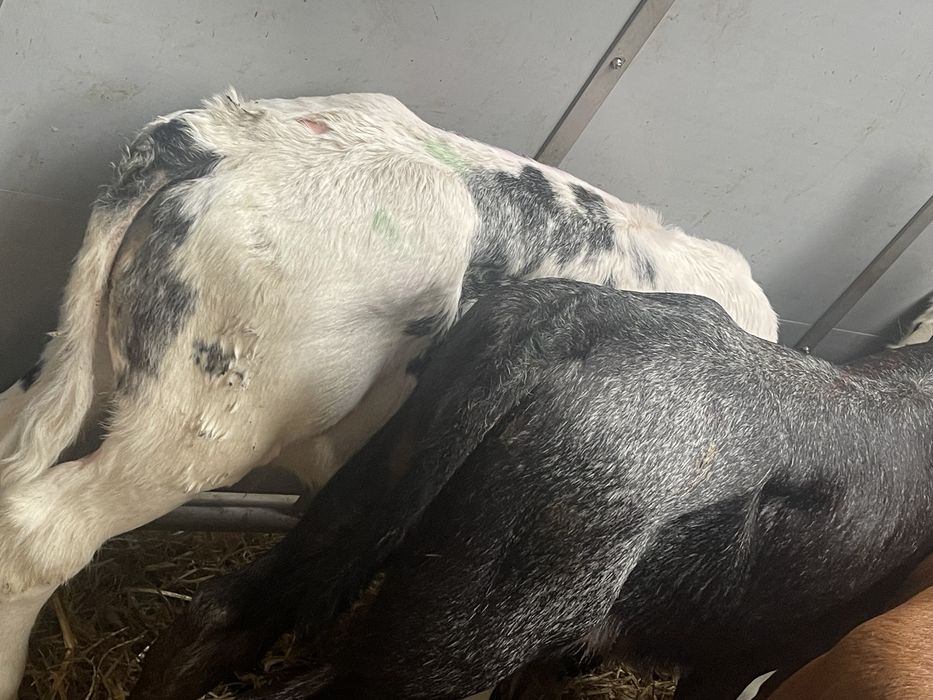 Cielaki byczki jałóweczki odsadki