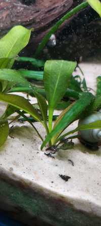 Żabienica Roslina akwariowa