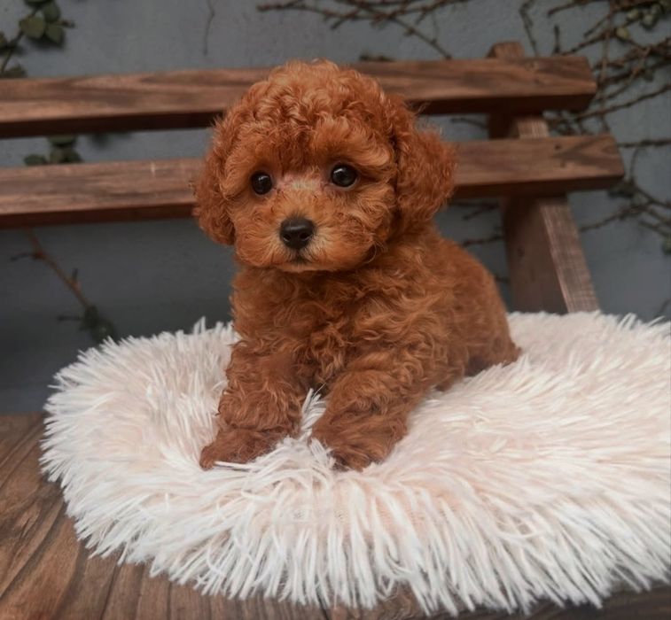 Хлопчик Ред.     Браун.