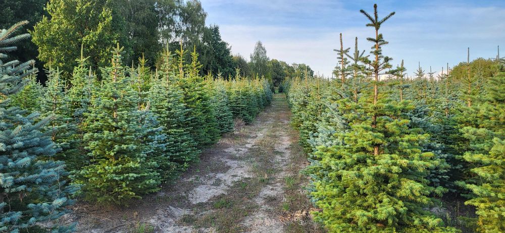 CHOINKI Świerk srebrny HURT własna plantacja cięte donice transport