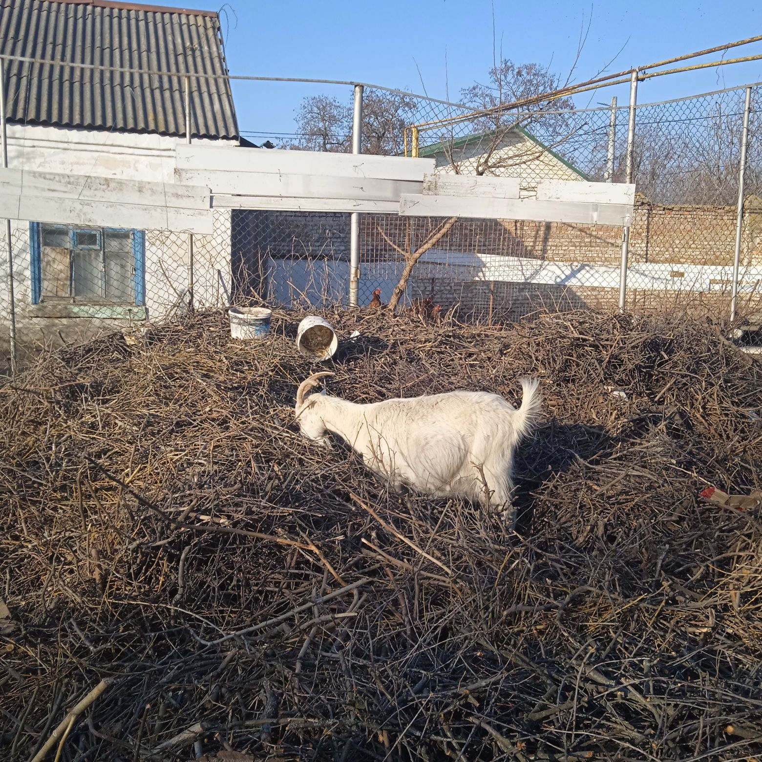 Продам козу дойную,и козочку.