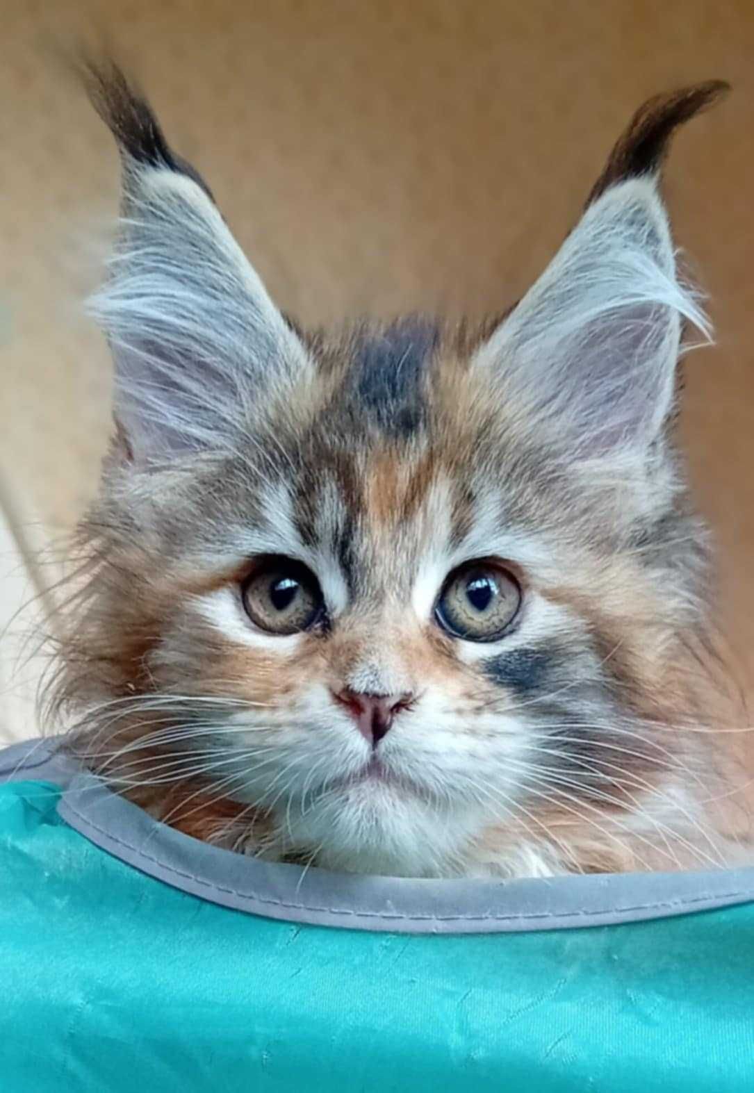 Zarezerwowana / kolorowa koteczka Maine Coon z w opcji do hodowli