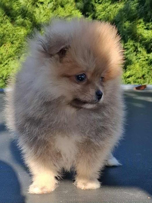 Szpic miniaturowy Pomeranian