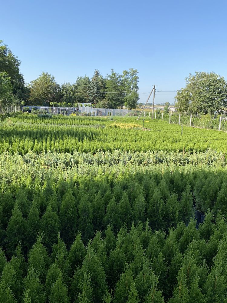 Tuja thuja szmaragd, smaragd 70-80cm sadzonki, w doniczce thuje