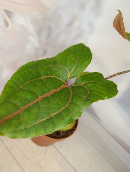 Філодендрон Бразилія,Лайт Грін,Веррукозум,Ксанаду.Алоказія.