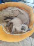 Gata para adoção