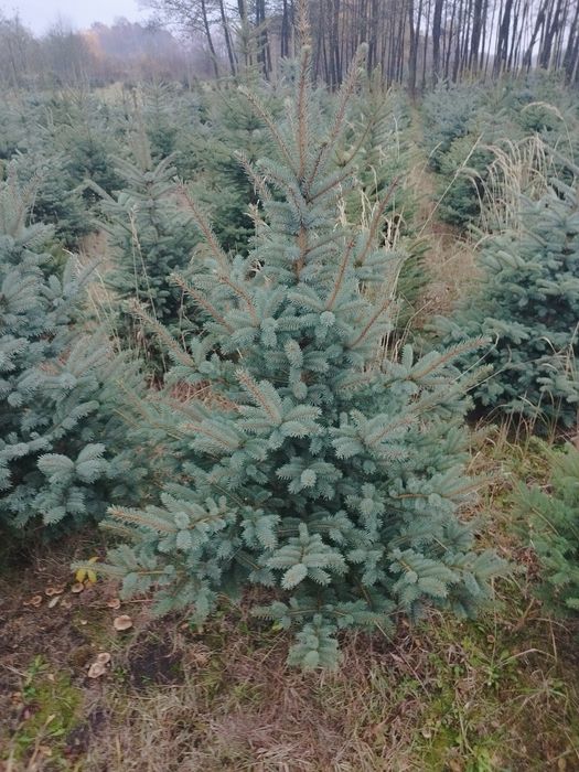 Świerk Srebrny Hurt i Detal