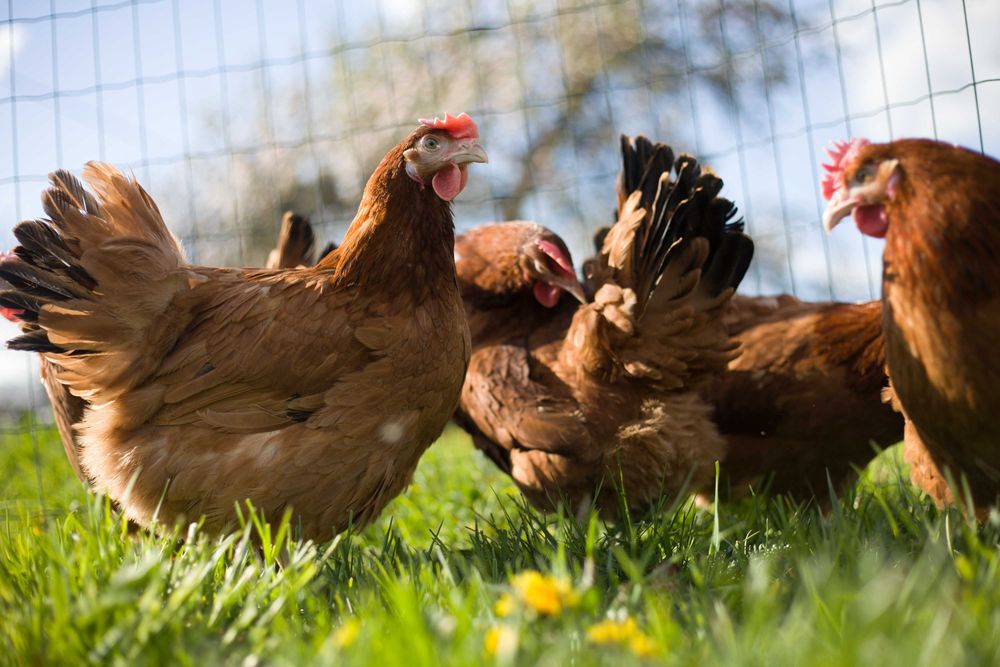 Kurki kokoszki nioski Rosa kolorowa z jajkiem