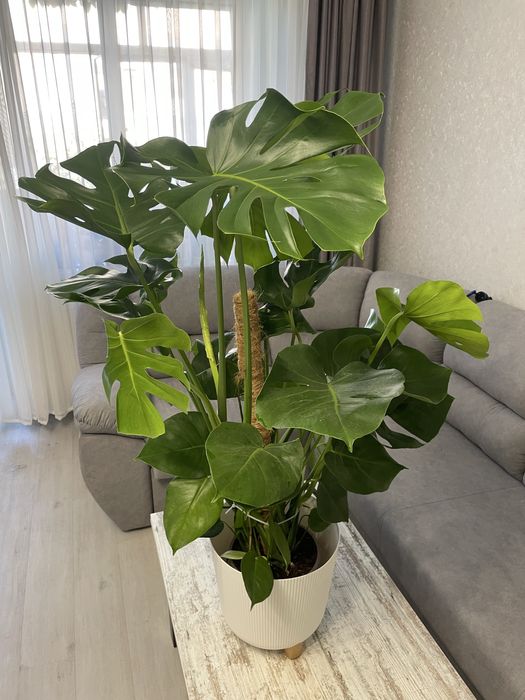 Величезна монстера на опорі