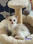 Ragdoll kotek Urwis kocurek