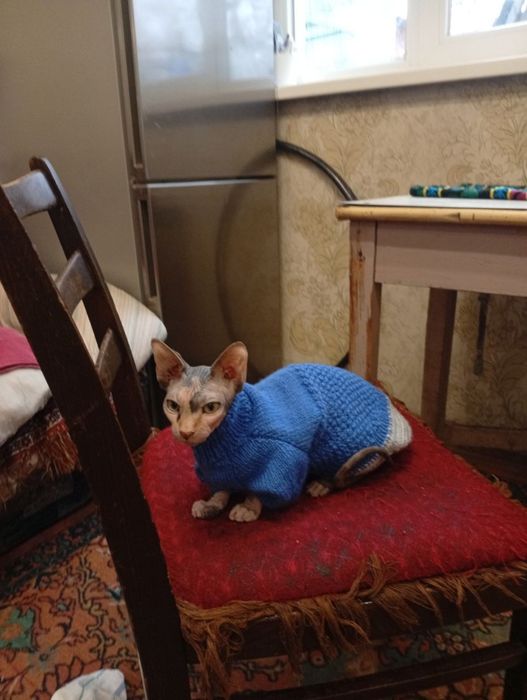 Вязка Кошка Сфинкс