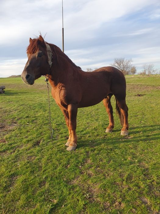 Продам.   лошадь