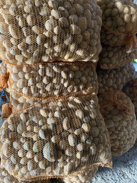 Ziemniaki sprzedam drobne