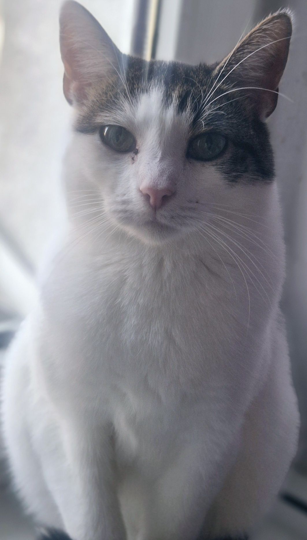 Ubiegłoroczna koteczka Mała Mi do pilnej adopcji .