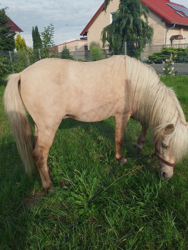 Sprzedam kuca ogiera
