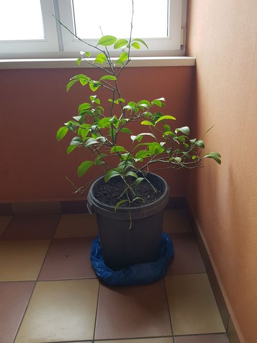 Drzewko cytrynowe Cytrus cytryna