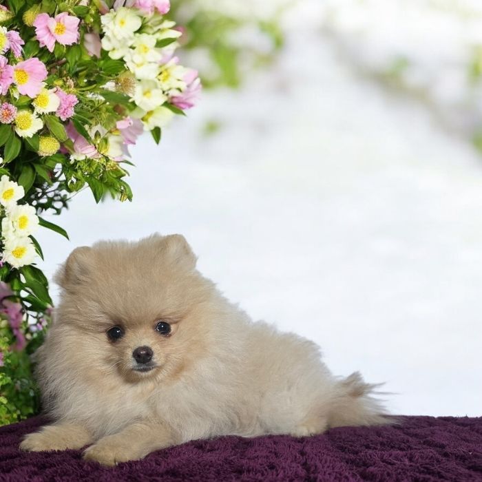 Szpic miniaturowy pomeranian