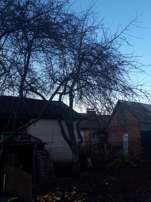 Дерева під спил безкоштовно