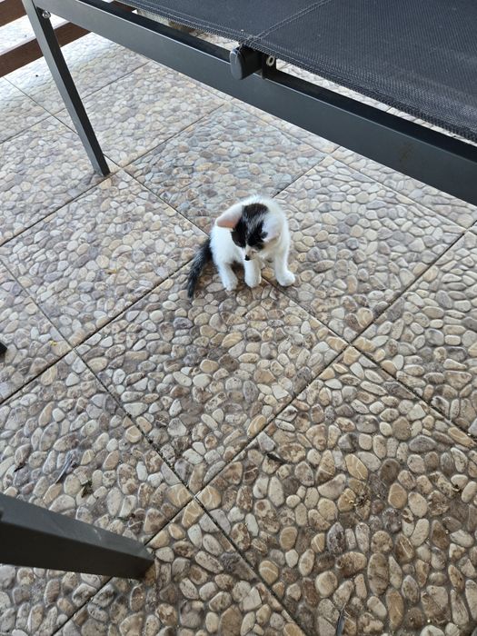 Oddam kotki za darmo