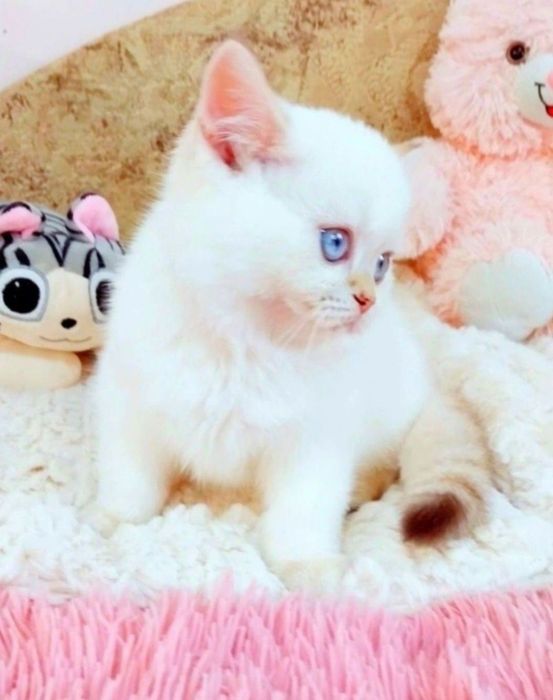 Золота шиншила поінт Дівчинка красунечка