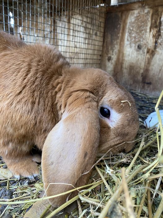 Кролики є 3 самці