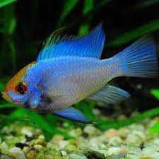 Ramireza Electic Blue - Sklep SKALAR