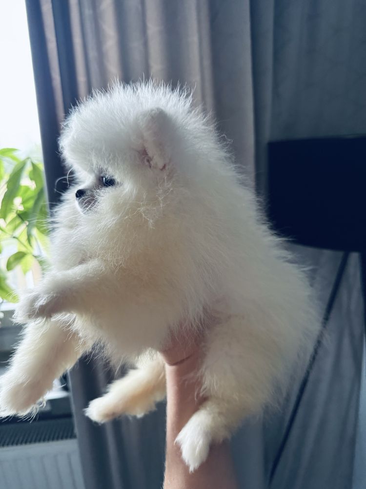 **Chico** szpic miniaturowy, pomeranian, malutki piesek