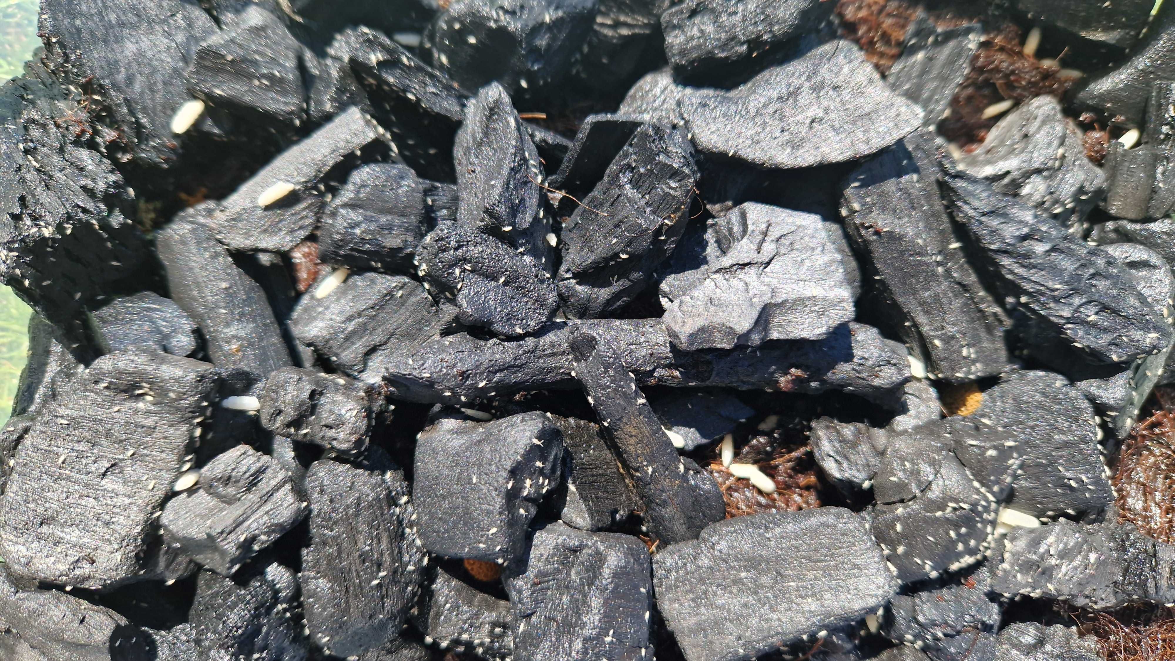 Skoczogonki - ekipa sprzątająca do terrarium - BARDZO DUŻE OPAKOWANIE