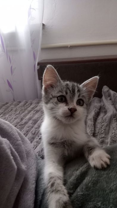 Маленький котик в добрі руки