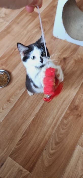 Кошеня файний хлопчик