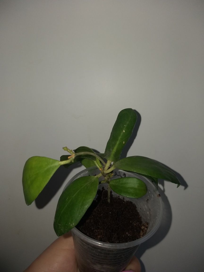 Hoya cutis-porcelana, Кутис порселана